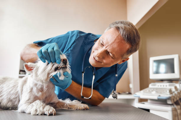  Gilbert, MN Emergency Dentist Pros